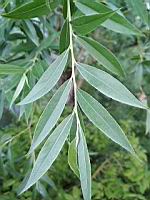 Saule blanc, Salix alba (Rhone, 2019-06) (1)